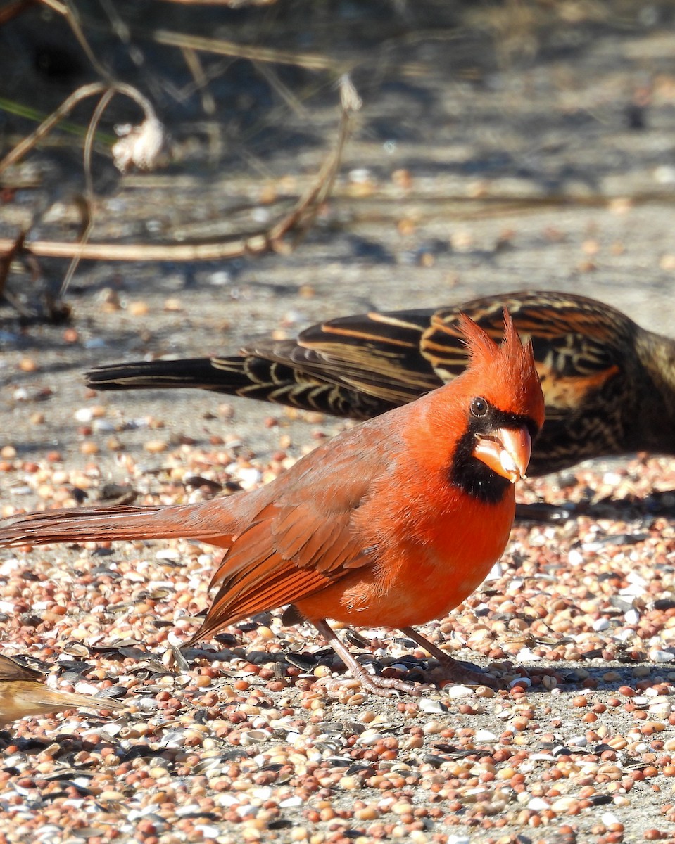 kardinál červený - ML646263043