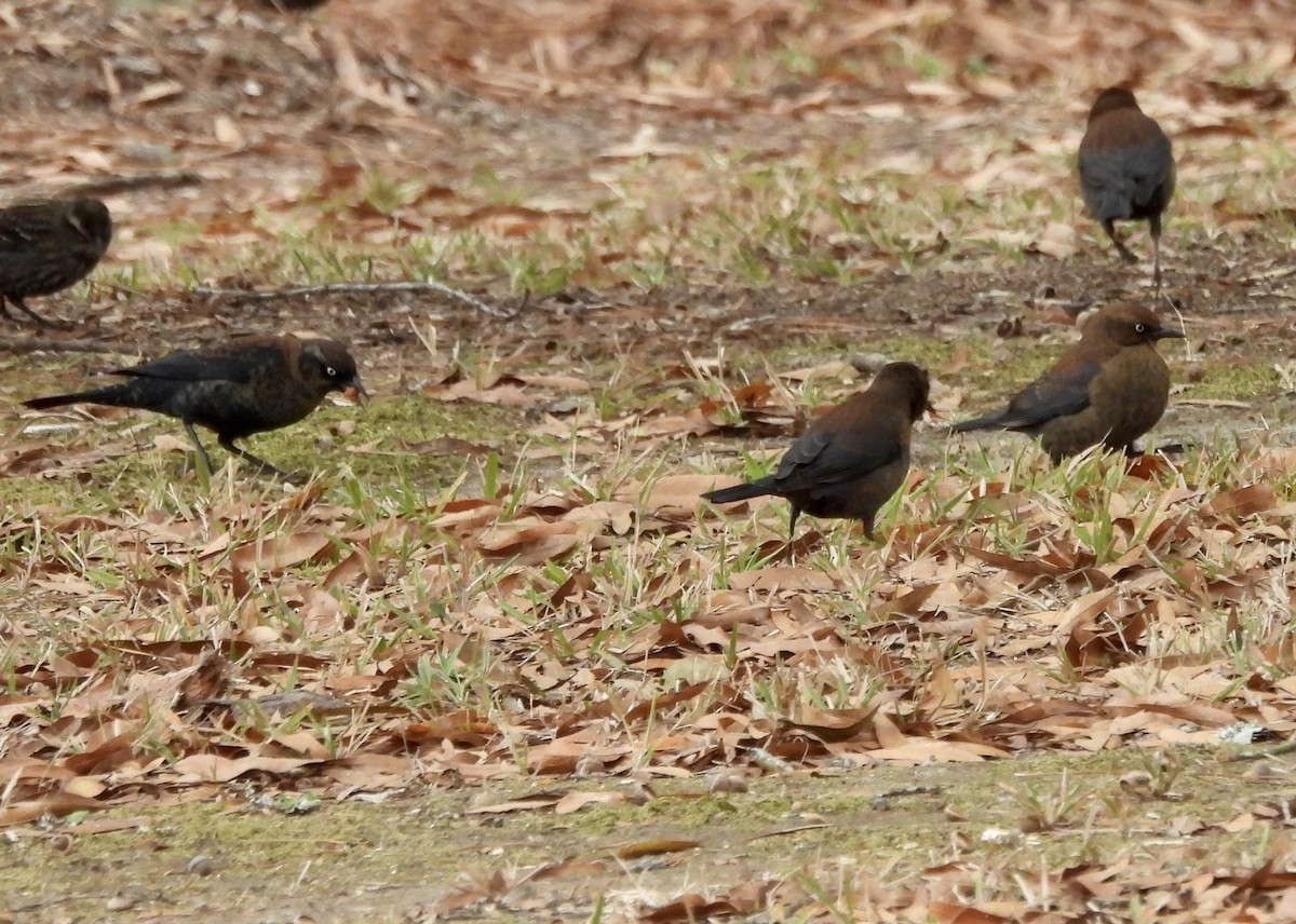 Rusty Blackbird - ML646263044