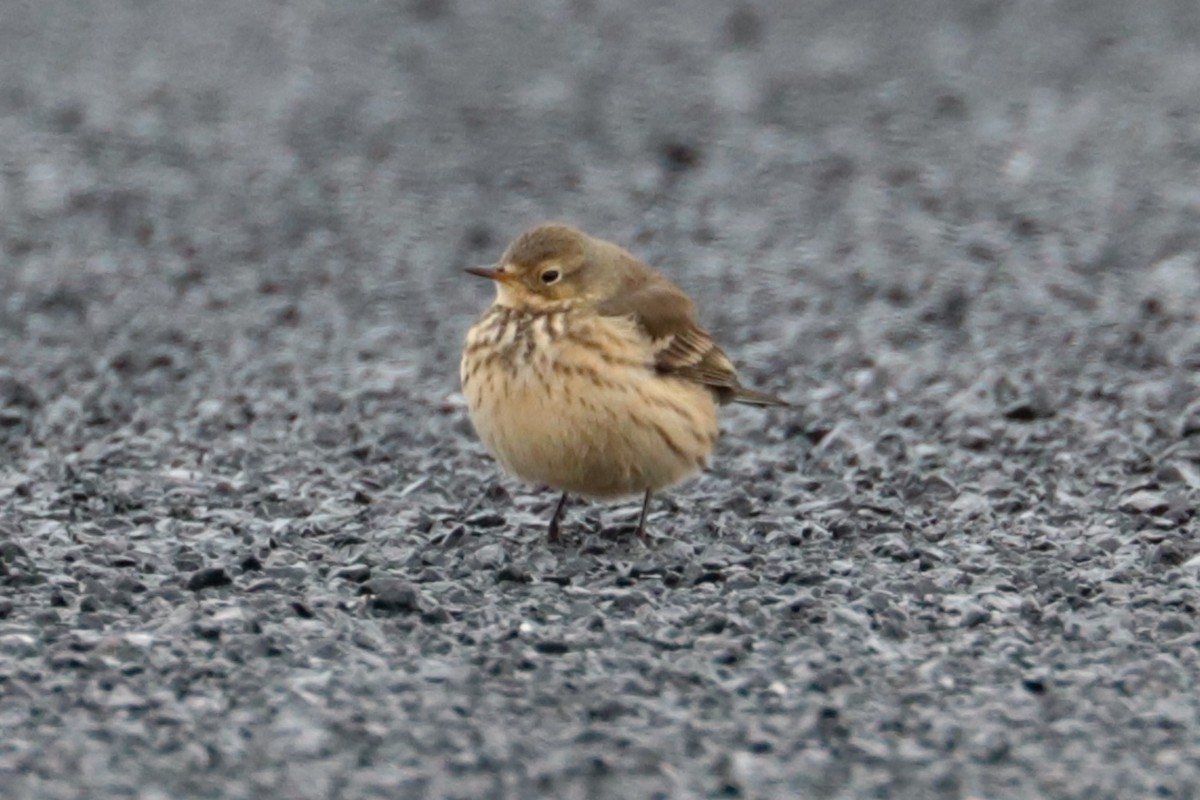 linduška tundrová - ML646263046