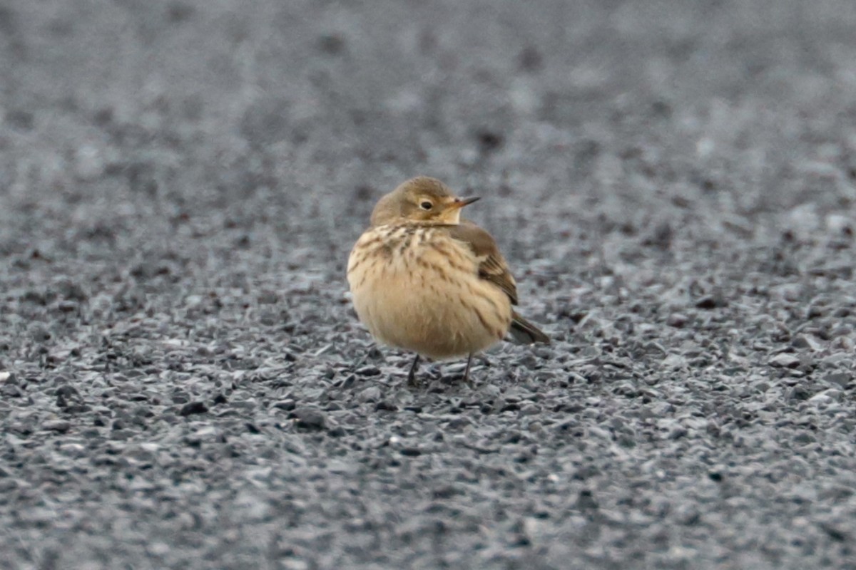 linduška tundrová - ML646263055