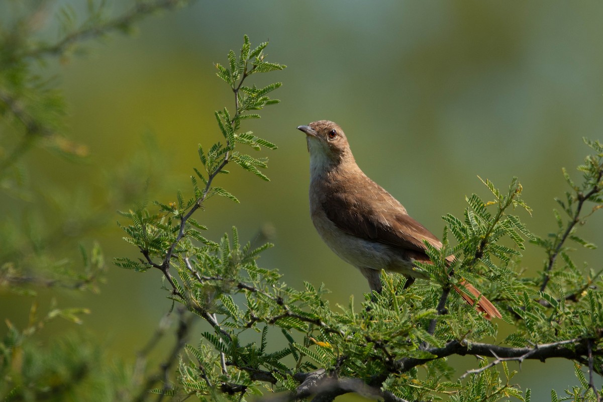 Rufous Hornero - ML646263061