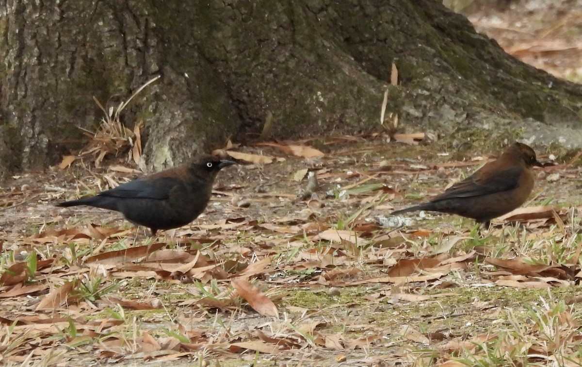 Roststärling - ML646263065