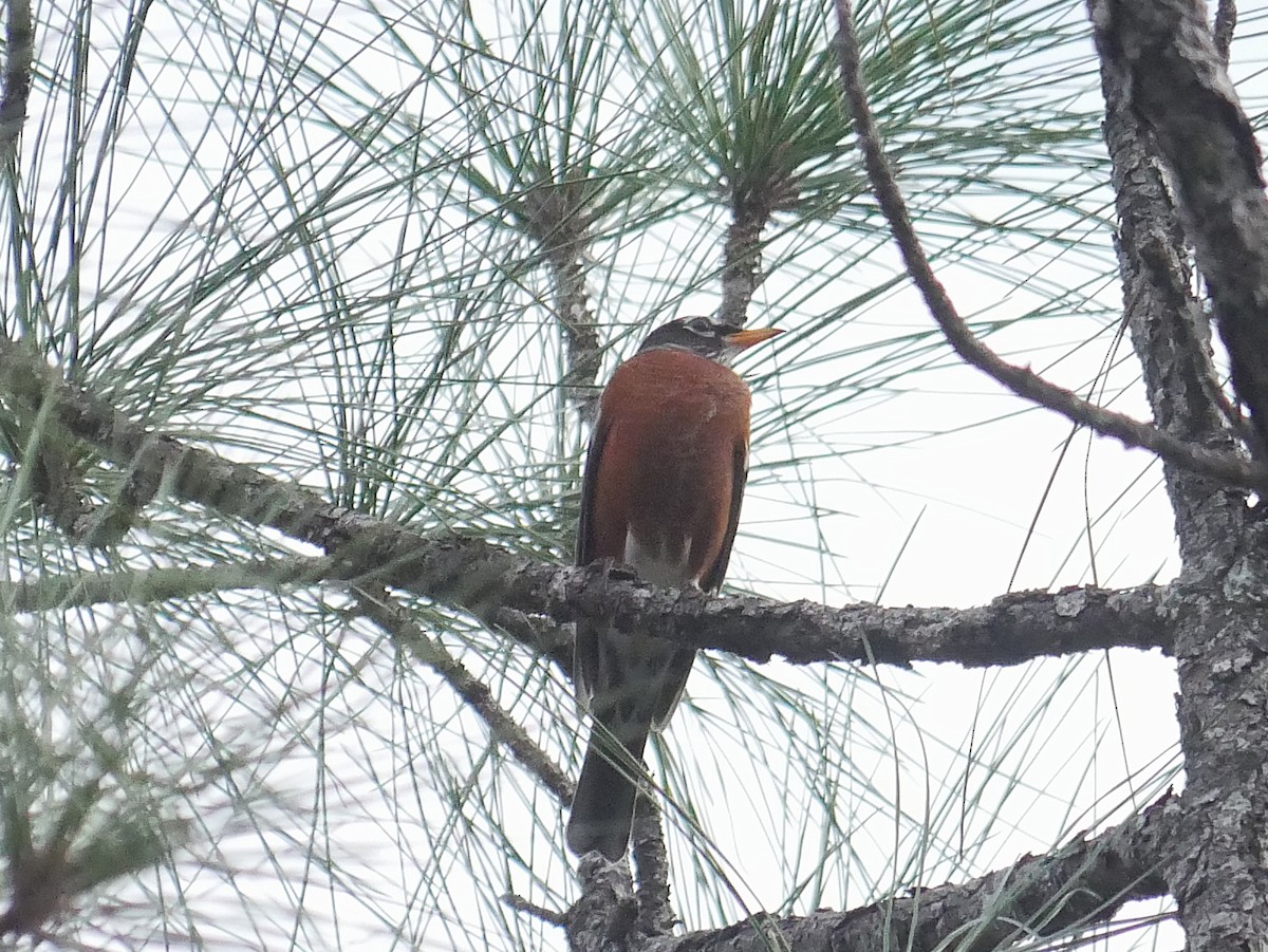 American Robin (migratorius Group) - ML646263069