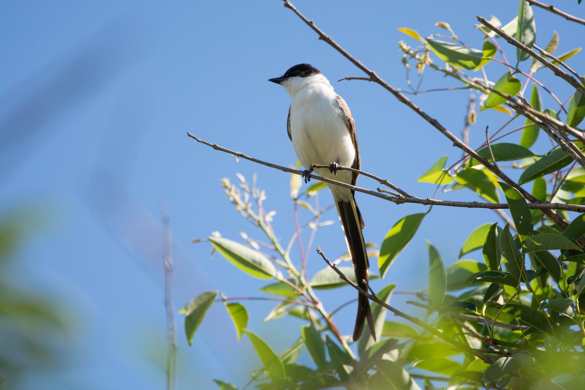 Fork-tailed Flycatcher - ML646263071
