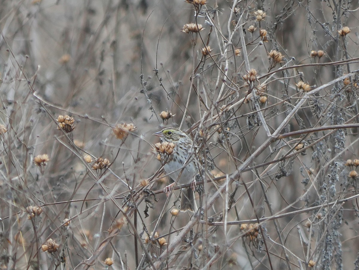 Savannah Sparrow - ML646263073