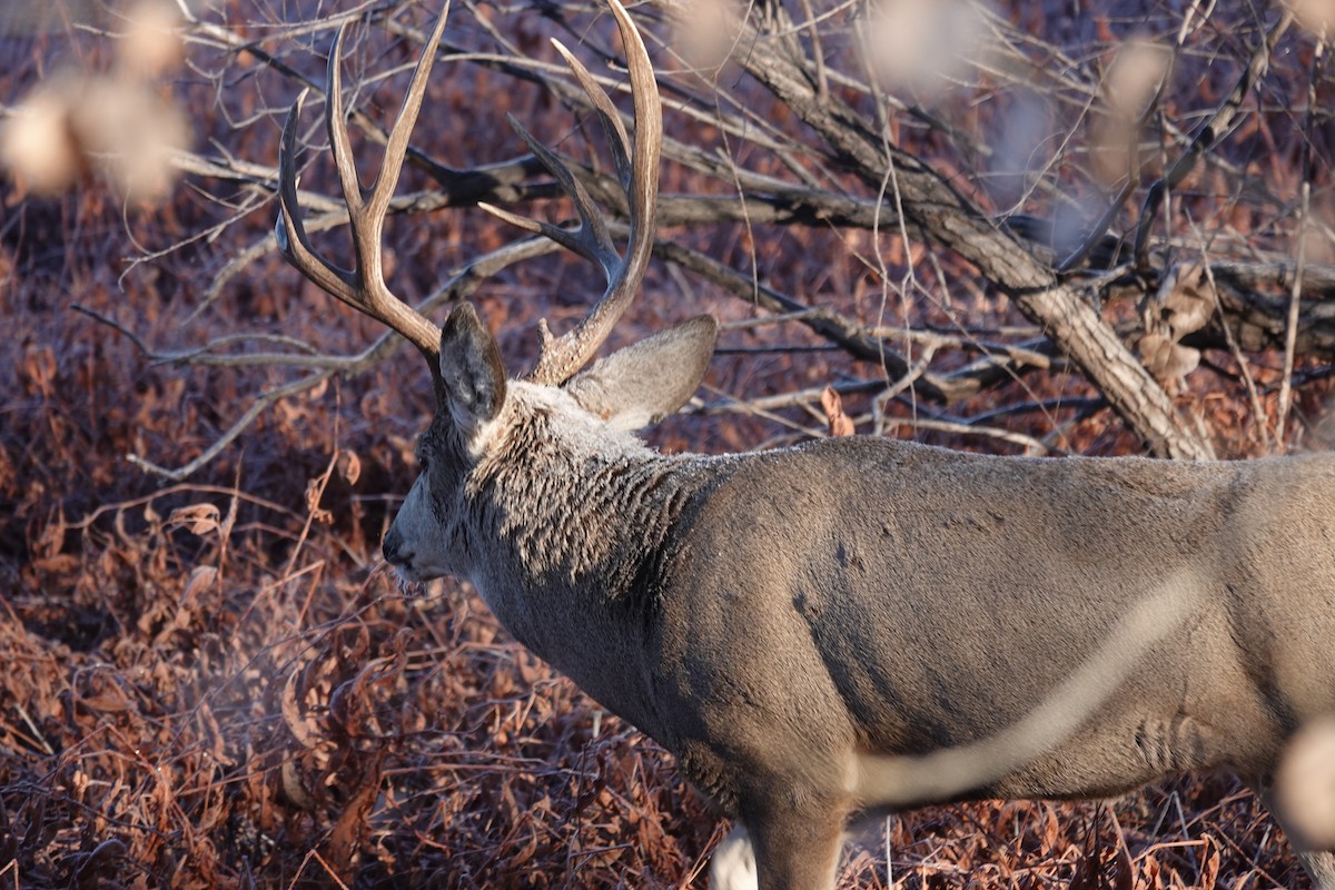 Animals - ML646263076