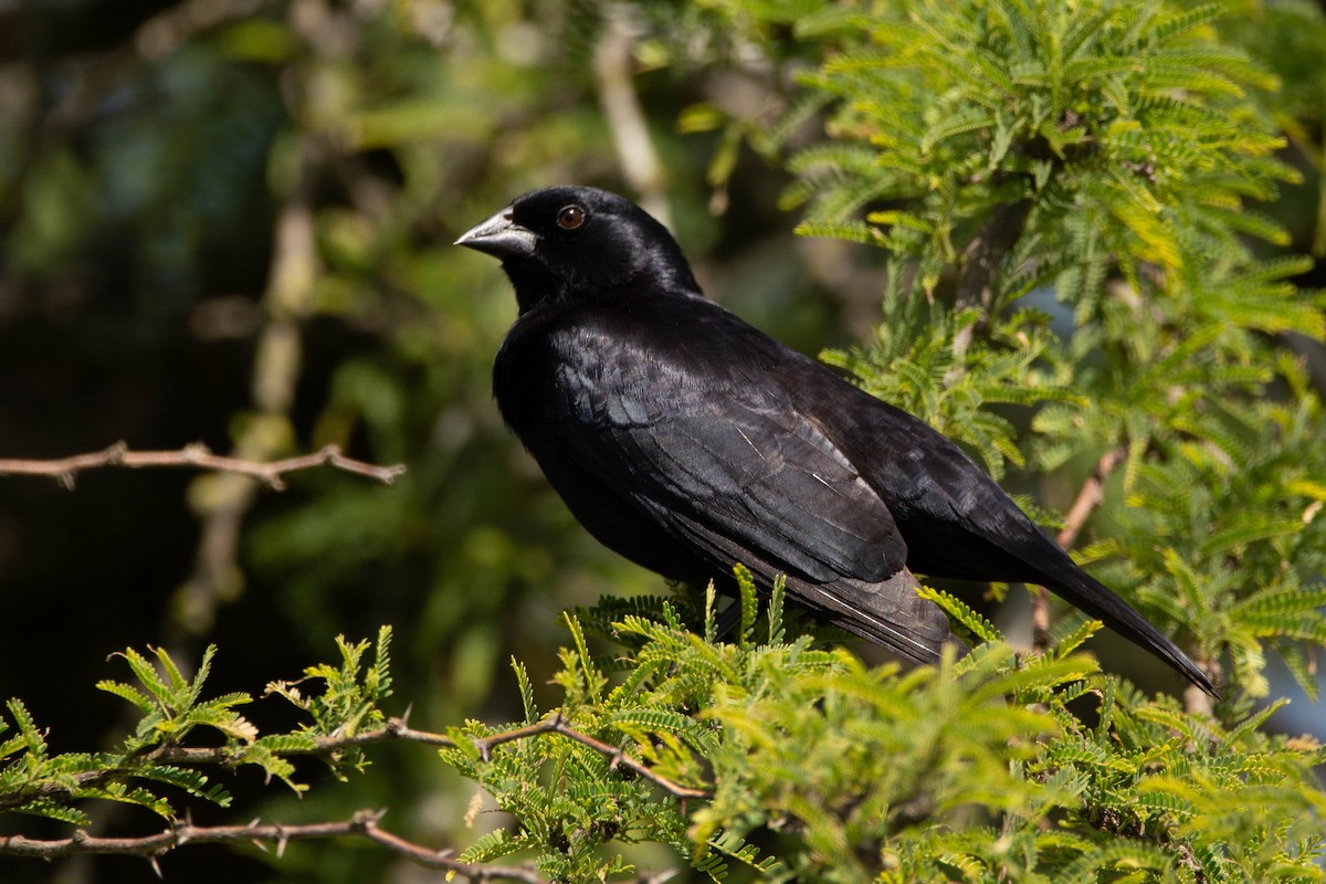 Screaming Cowbird - ML646263077