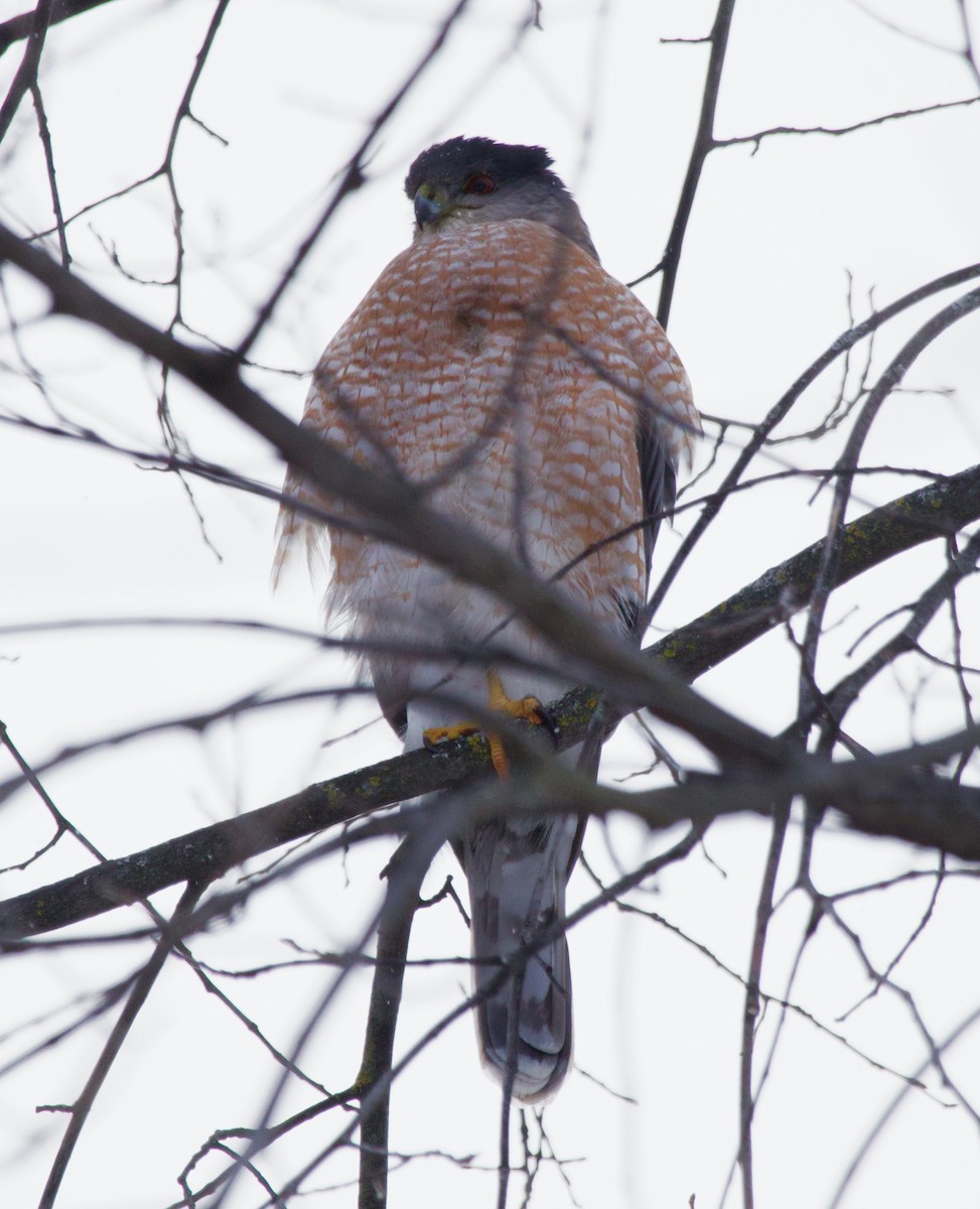 jestřáb americký - ML646263078