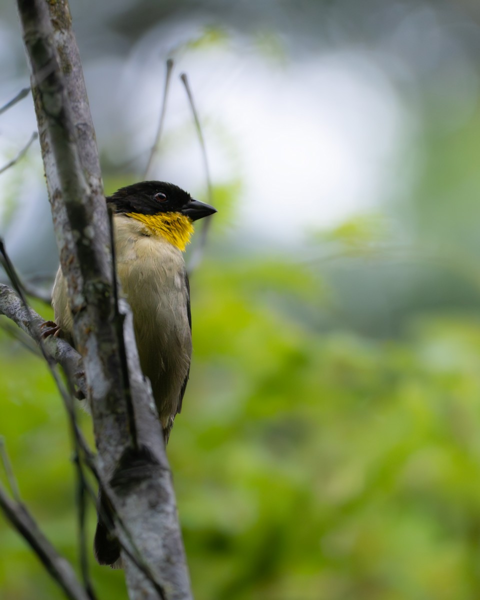 White-naped Brushfinch - ML646263079