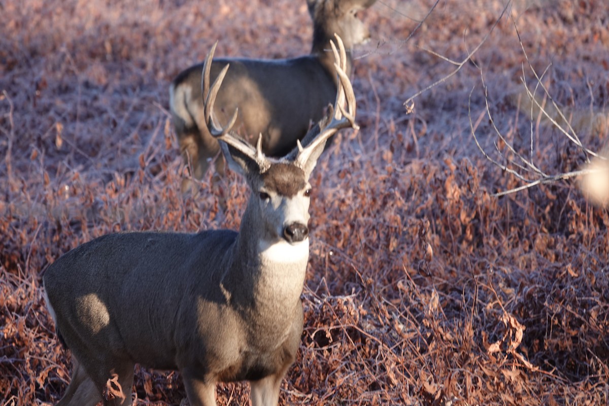 Animals - ML646263080