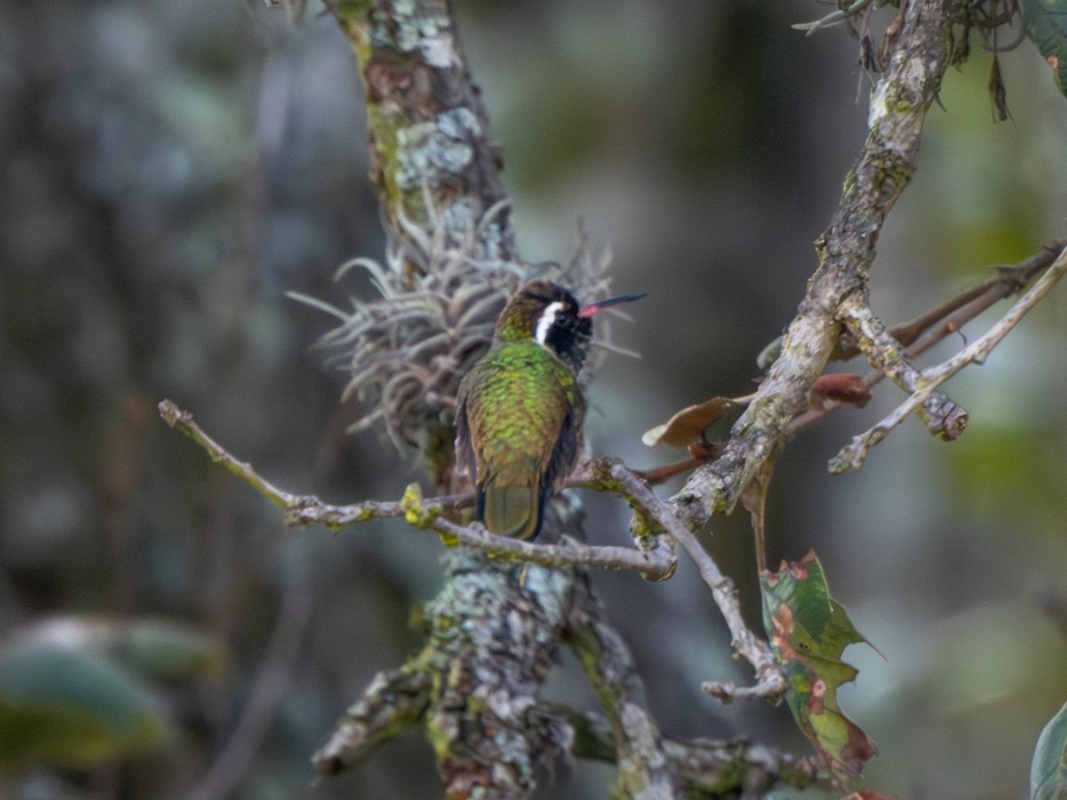 White-eared Hummingbird - ML646263081
