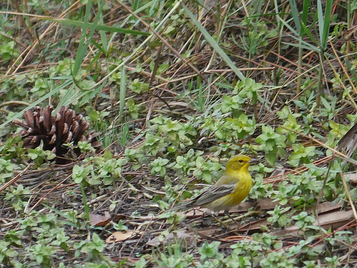 Pine Warbler - ML646263082