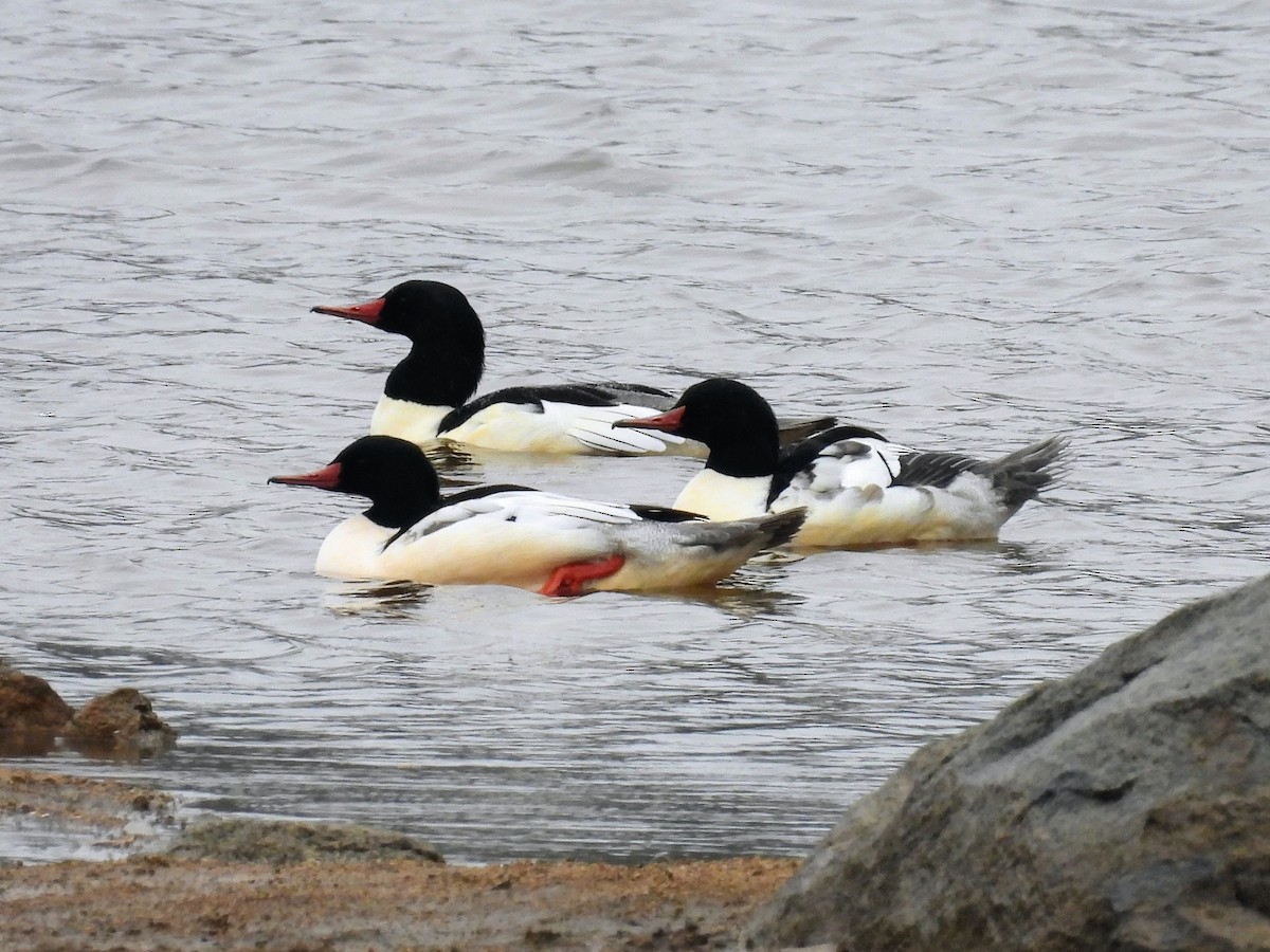 Common Merganser - ML646263086