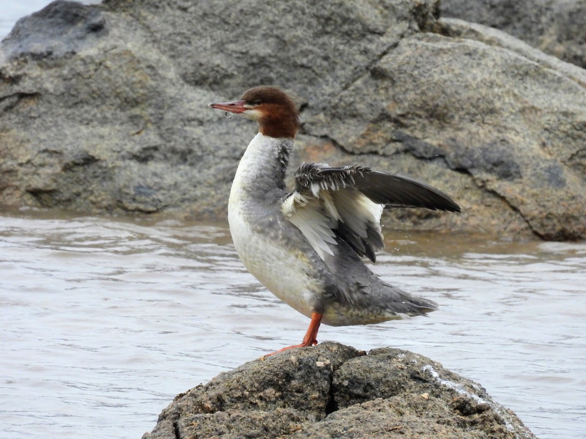 Common Merganser - ML646263087