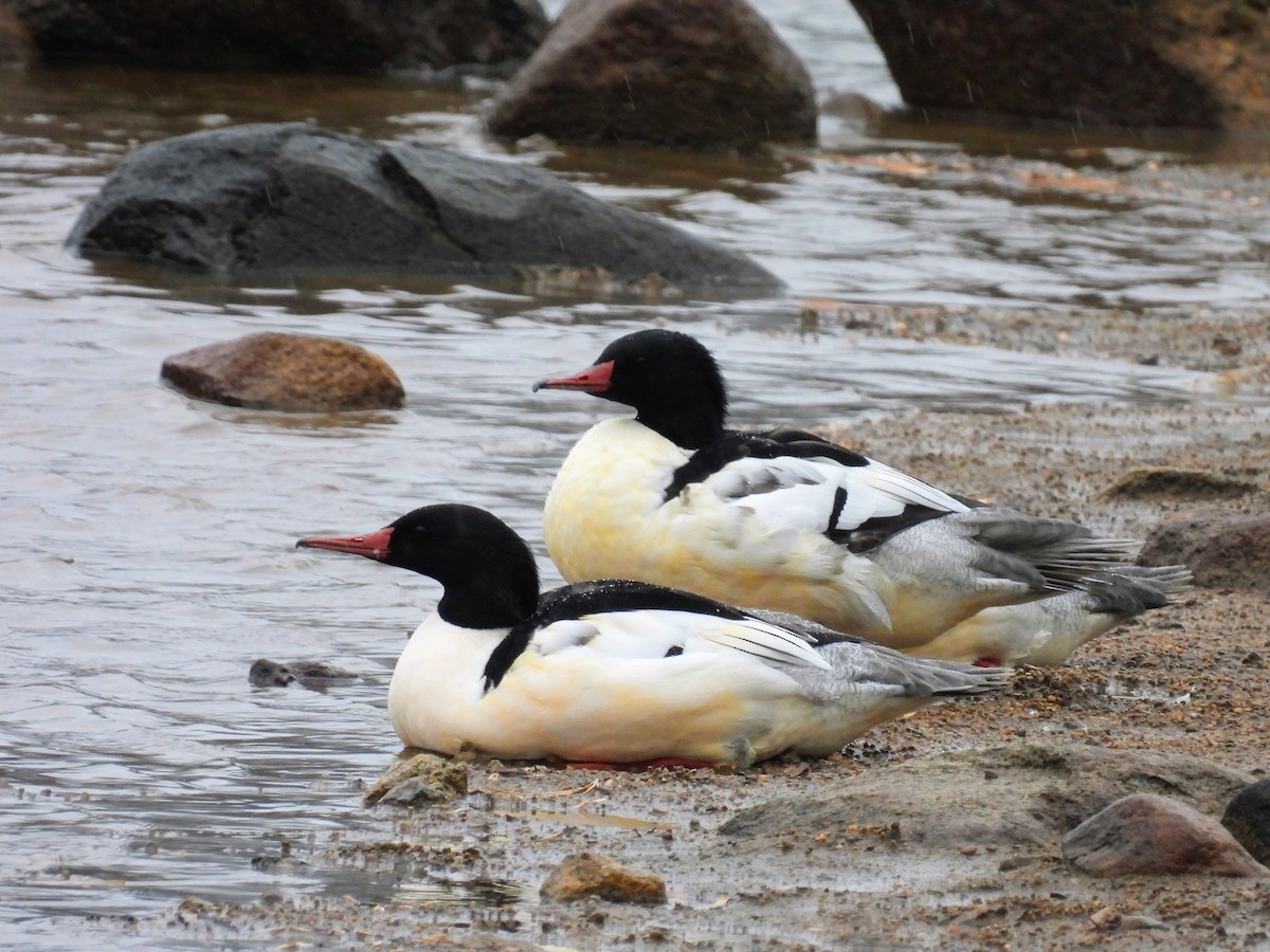 Common Merganser - ML646263088