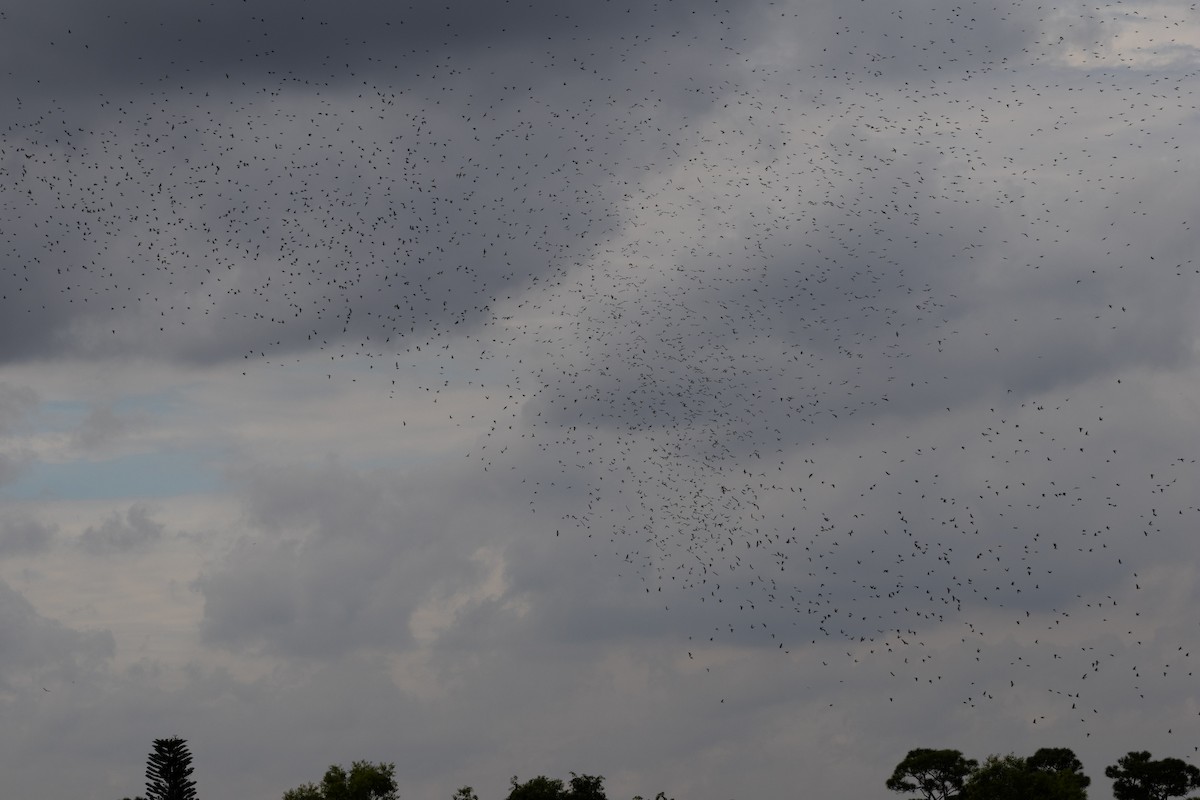 Tree Swallow - ML646263091
