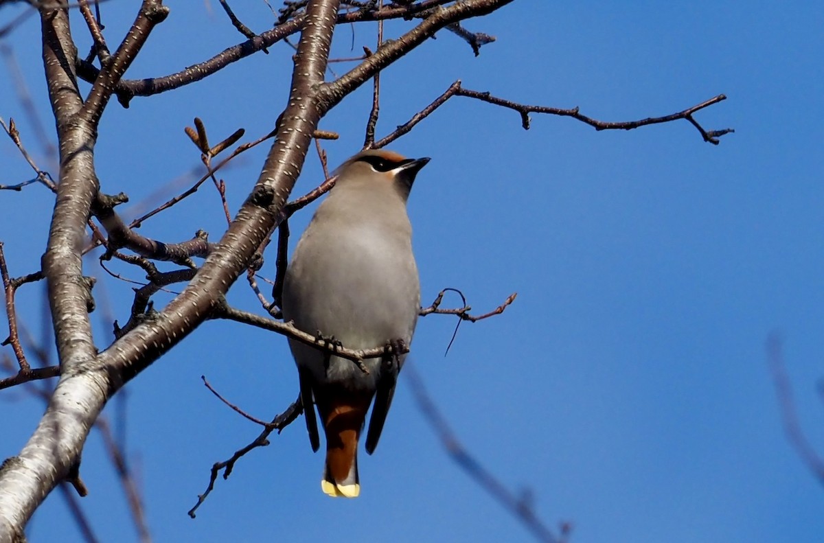 Ampelis Europeo - ML646263098