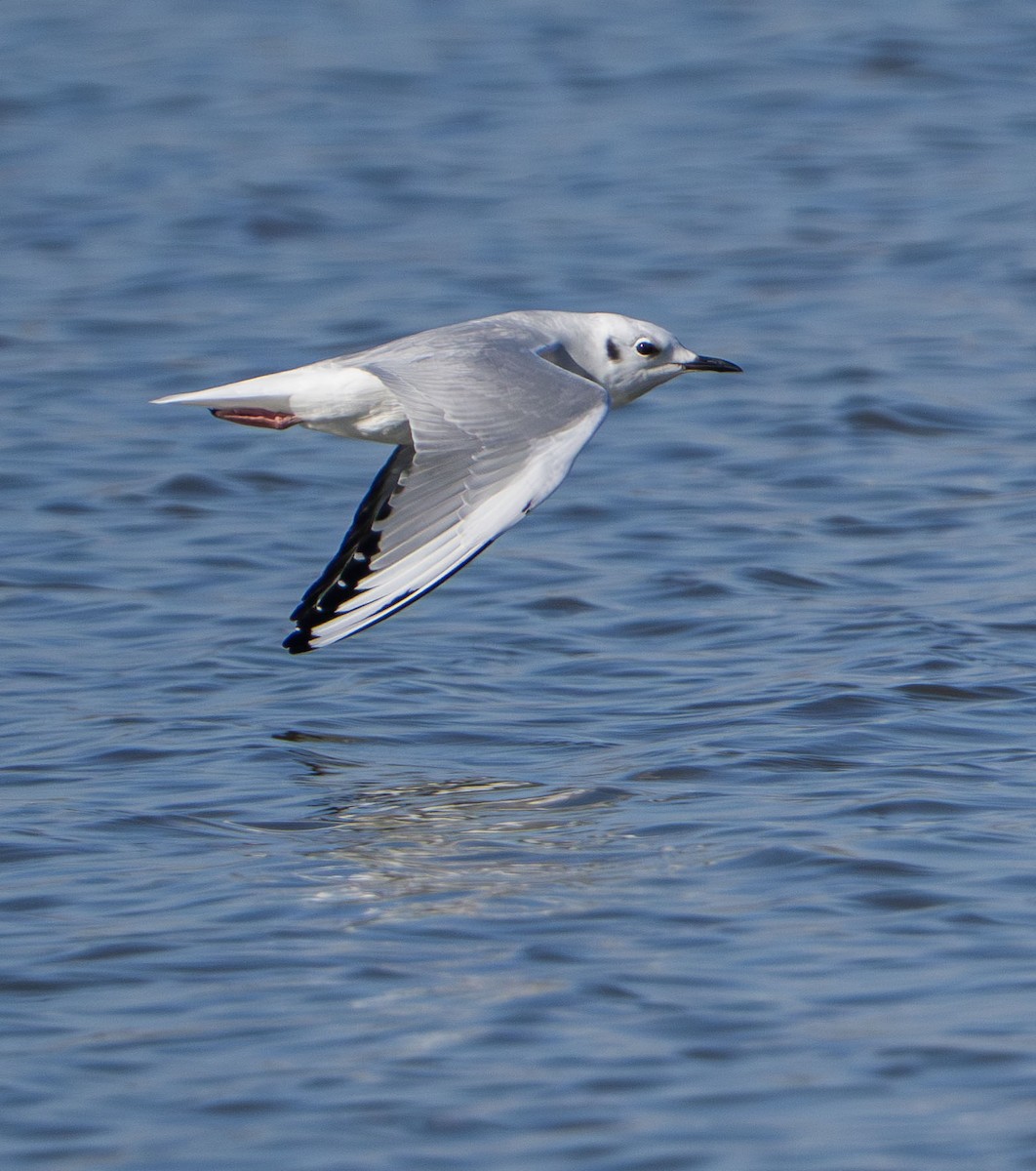 Bonaparte's Gull - ML646263102