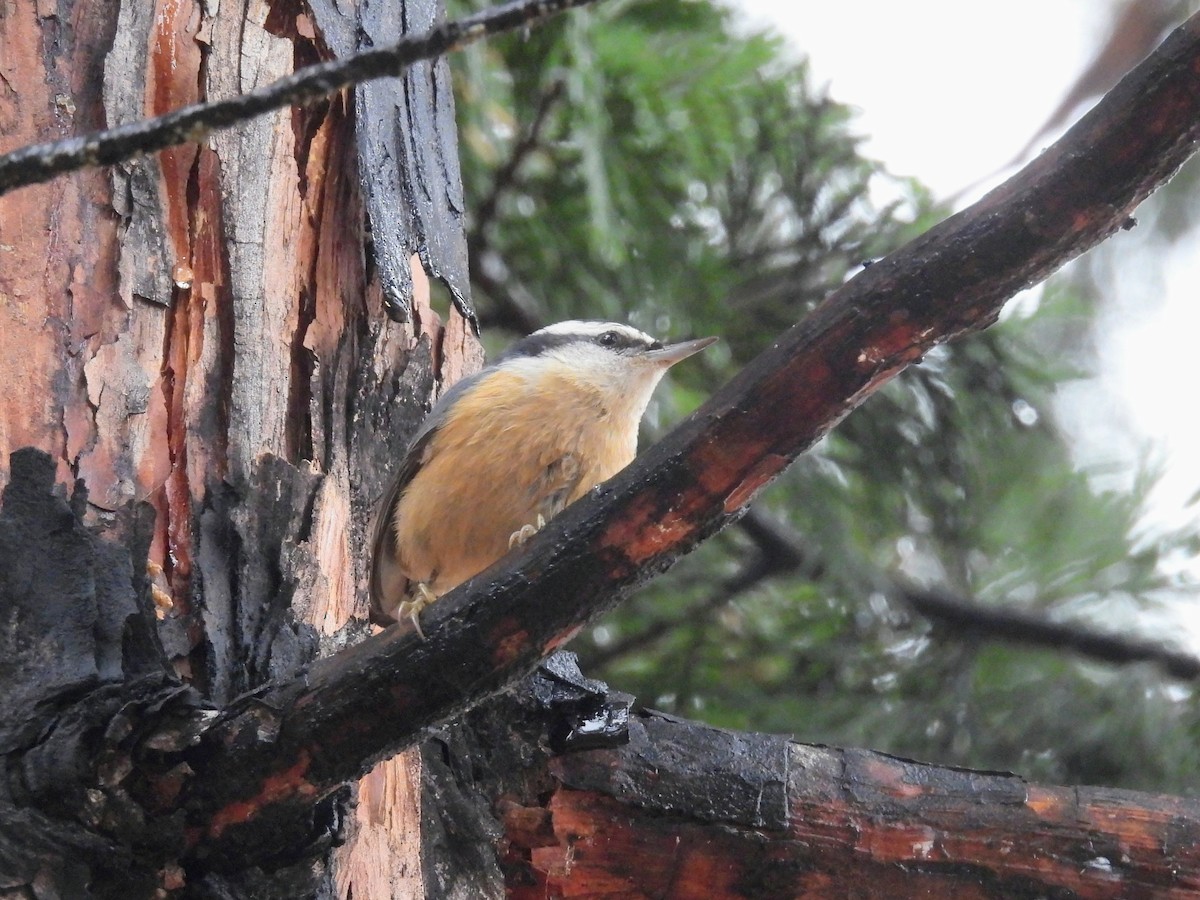 Red-breasted Nuthatch - ML646263105