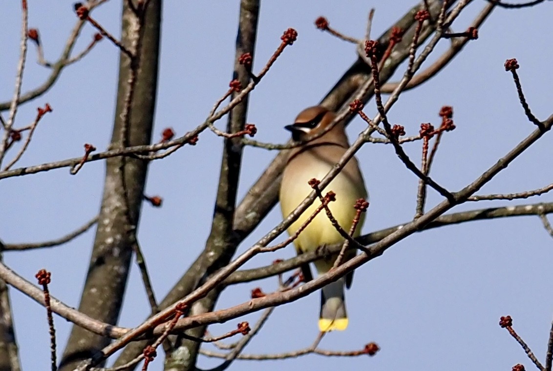 Cedar Waxwing - ML646263106