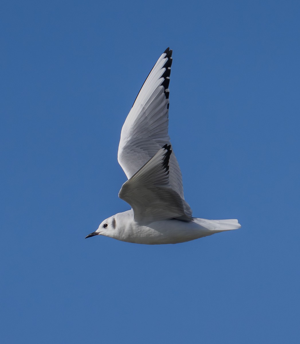 Bonaparte's Gull - ML646263111