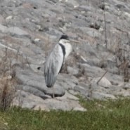 volavka jihoamerická - ML646263115