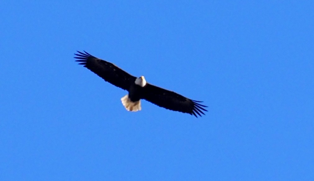 Bald Eagle - ML646263116