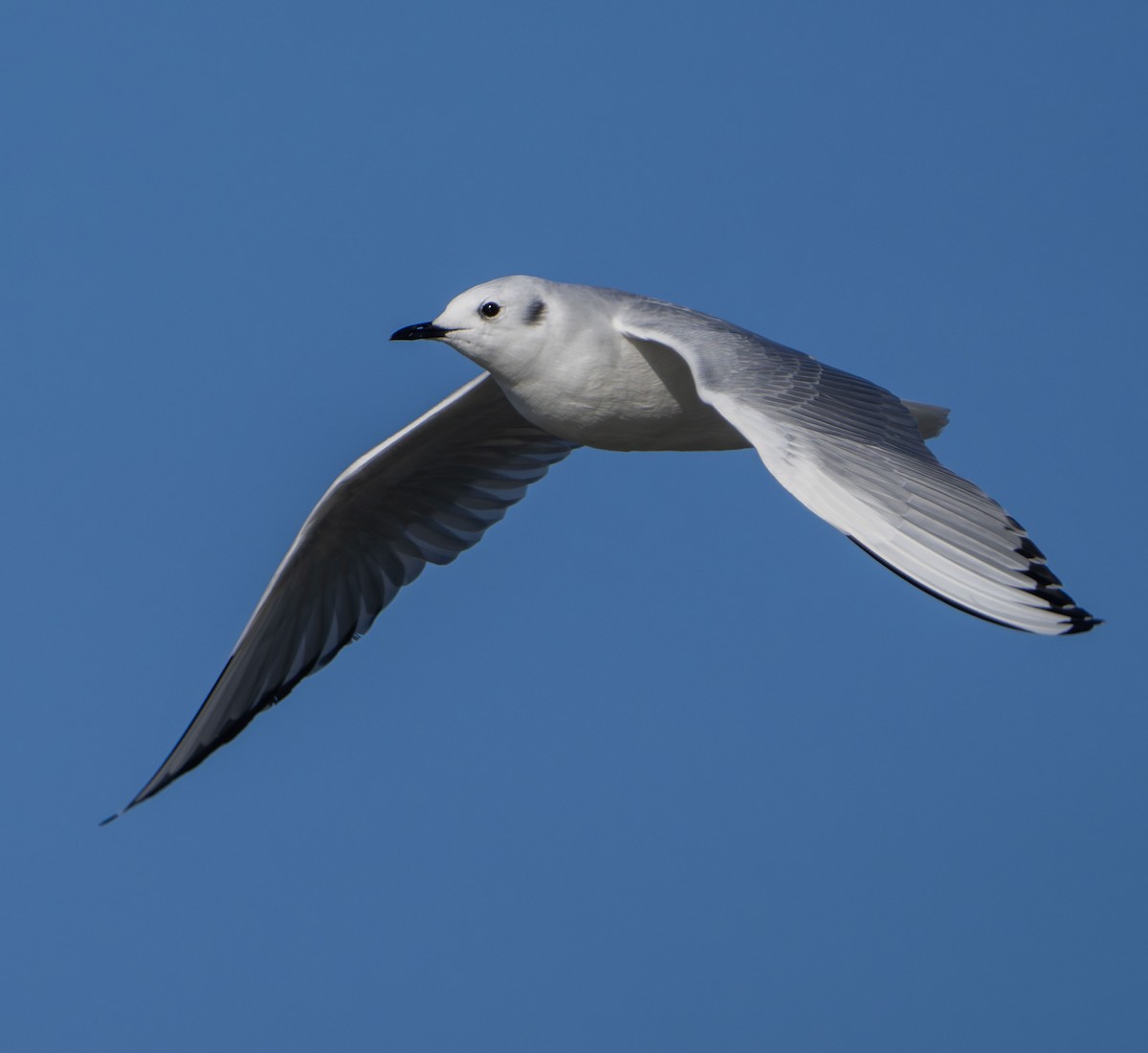 Bonaparte's Gull - ML646263123