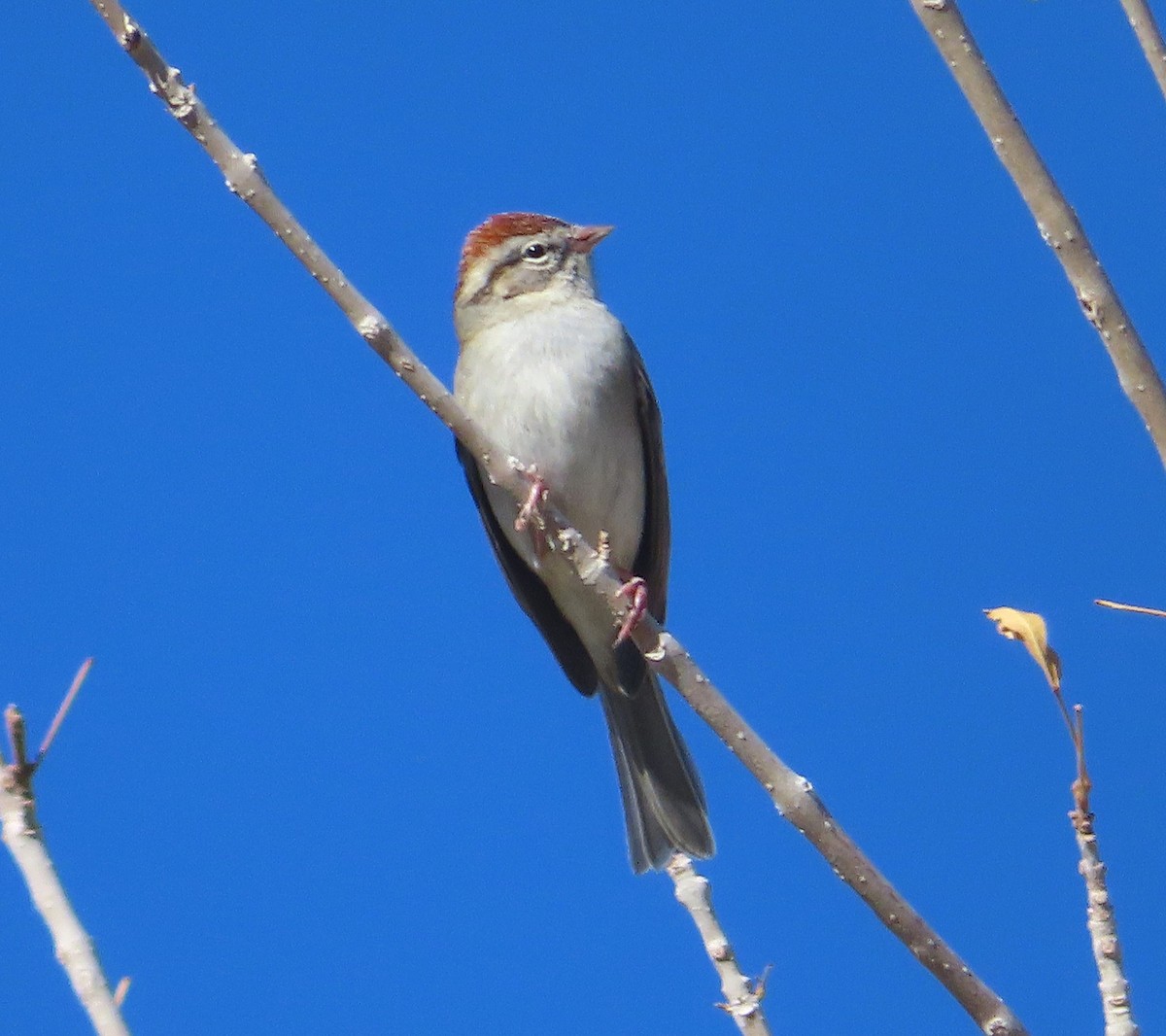 Chipping Sparrow - ML646263125