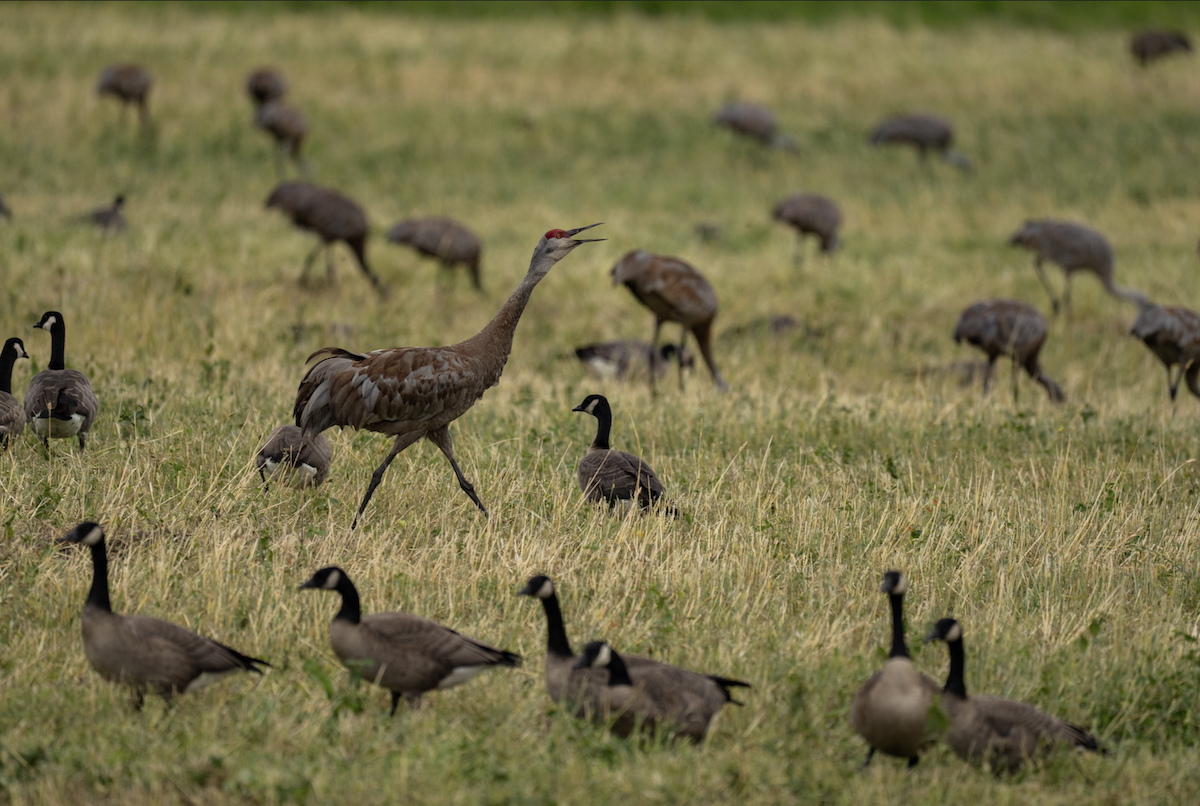 Sandhill Crane - ML646263127