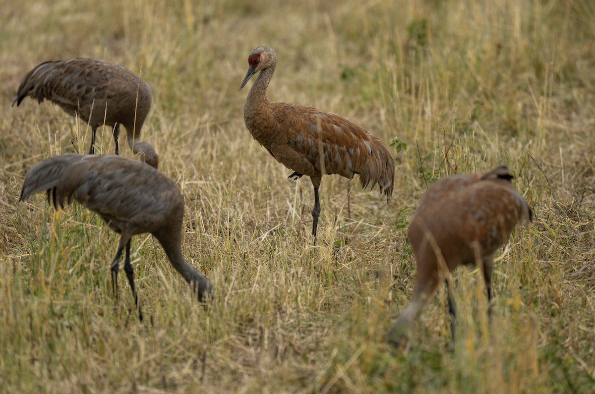 Sandhill Crane - ML646263128
