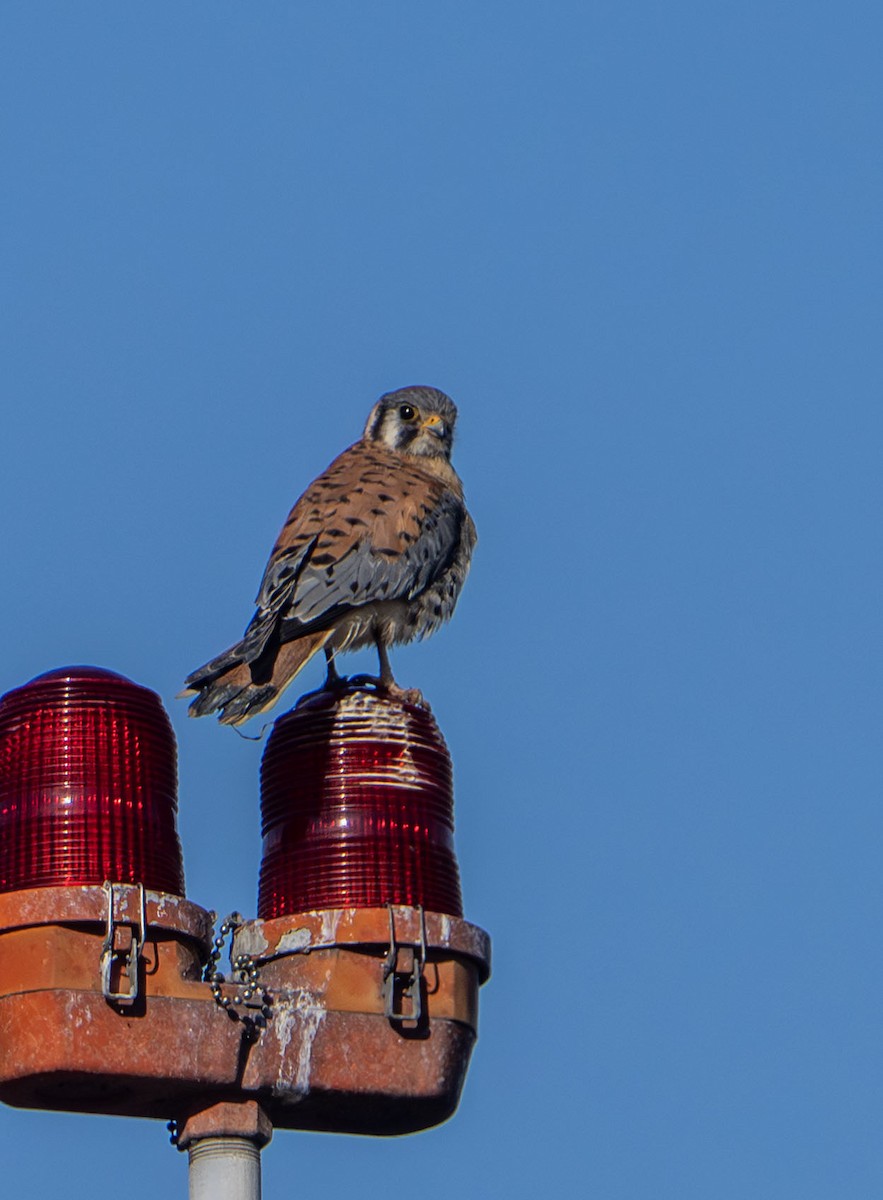 American Kestrel - ML646263129
