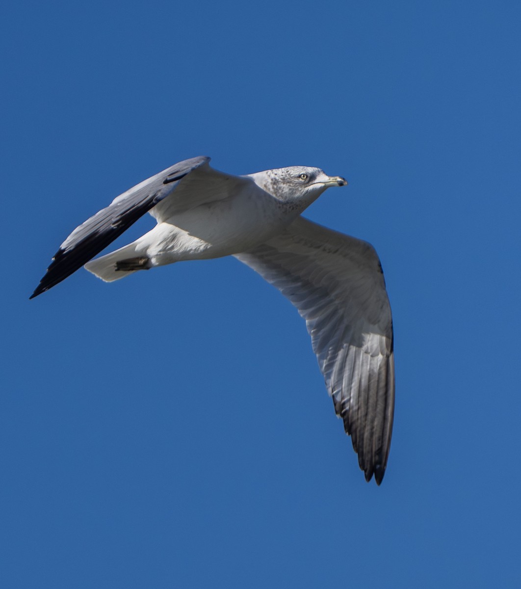 Мартин делаверський - ML646263140