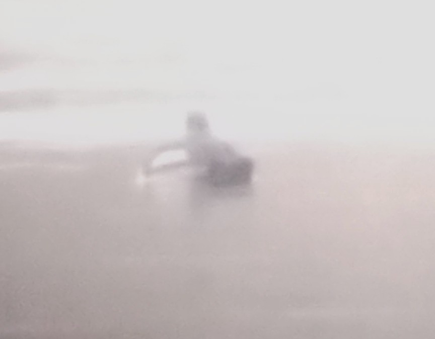 Ring-necked Duck - ML646263141