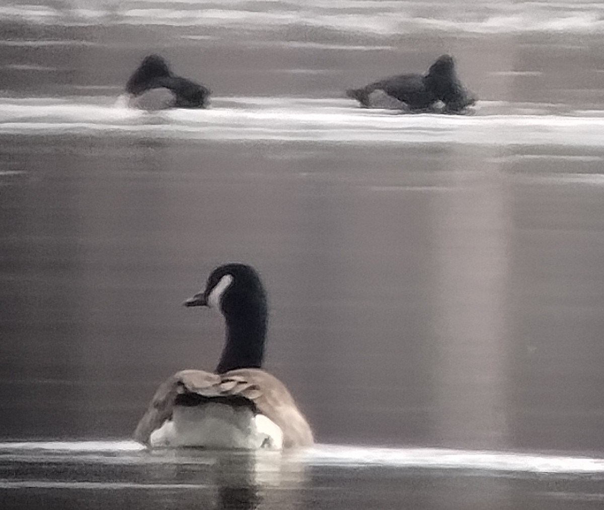Ring-necked Duck - ML646263142