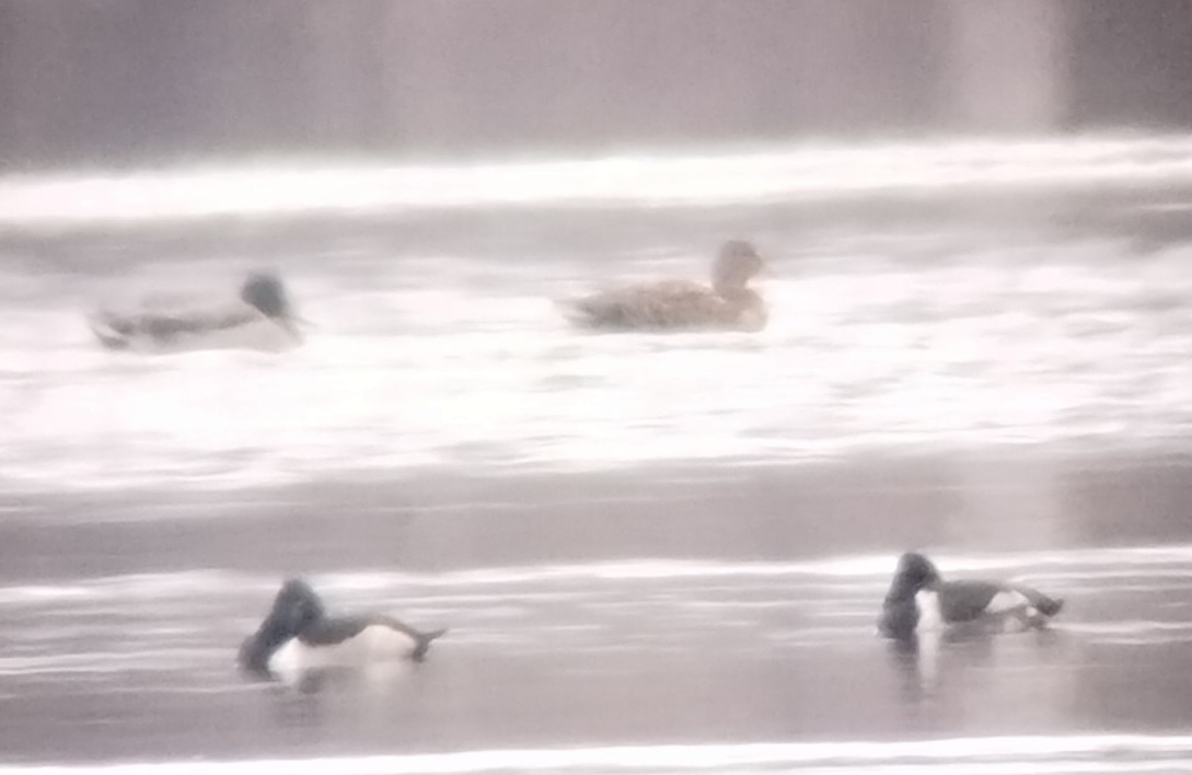 Ring-necked Duck - ML646263143