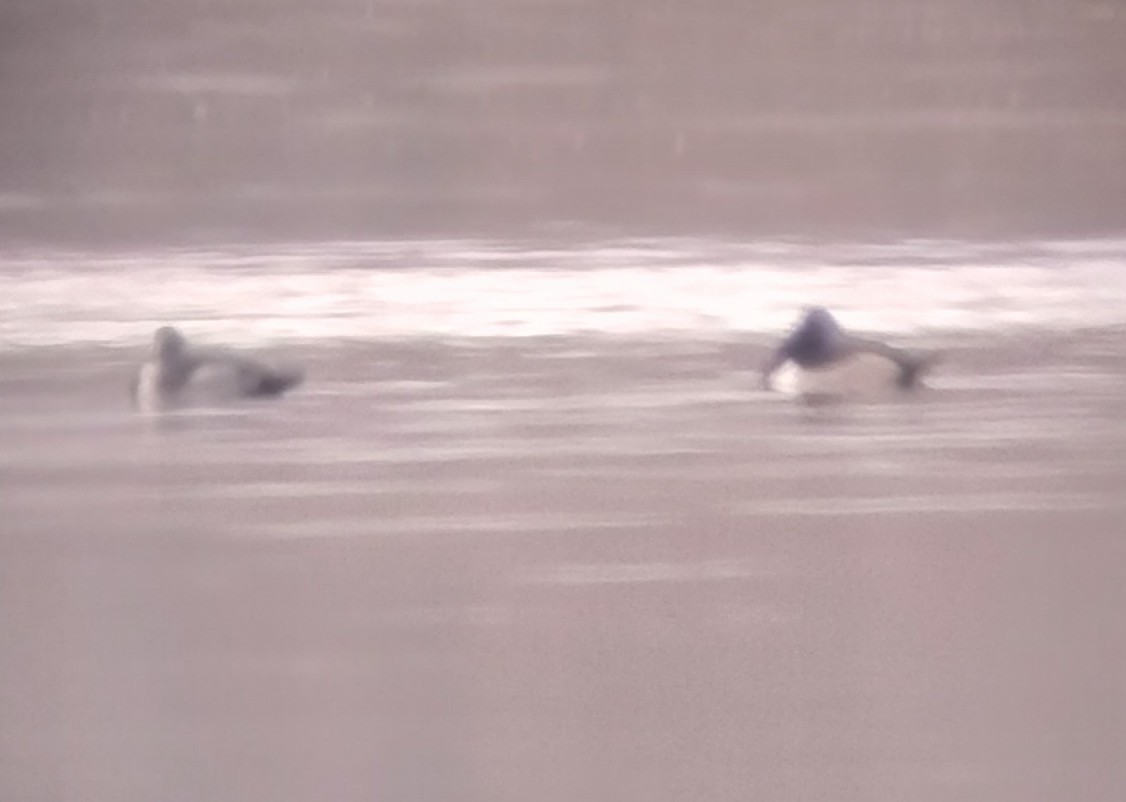 Ring-necked Duck - ML646263144