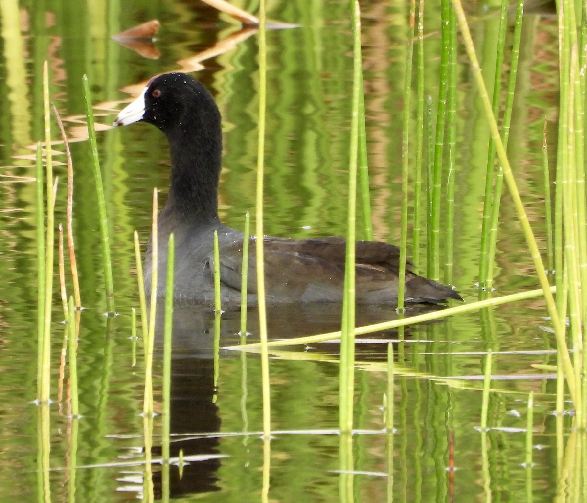 Лиска американська - ML646263145