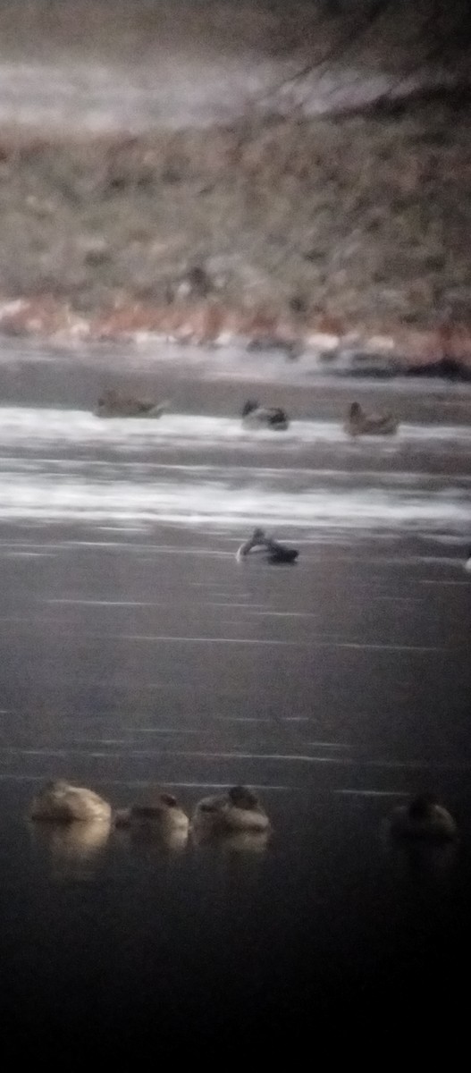 Ring-necked Duck - ML646263146