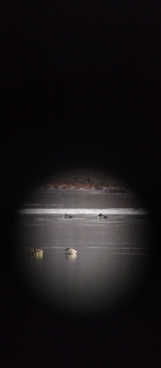 Ring-necked Duck - ML646263147