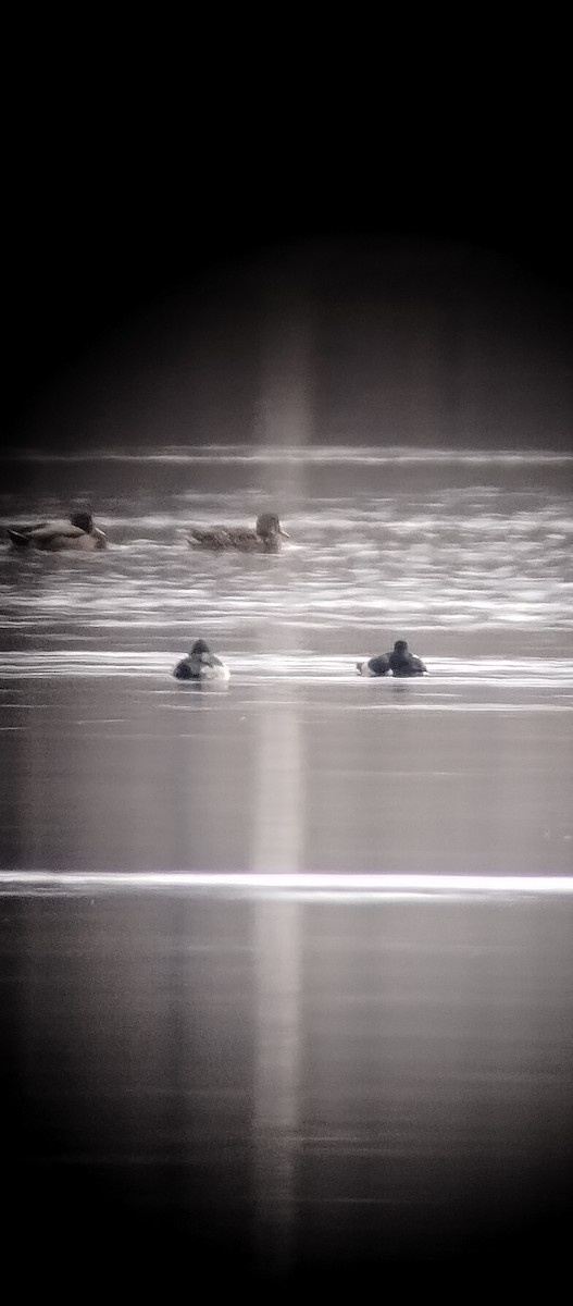 Ring-necked Duck - ML646263148