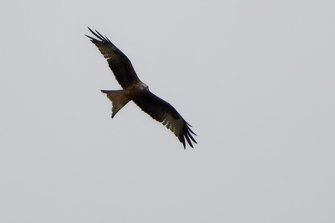 Шуліка рудий - ML646263153