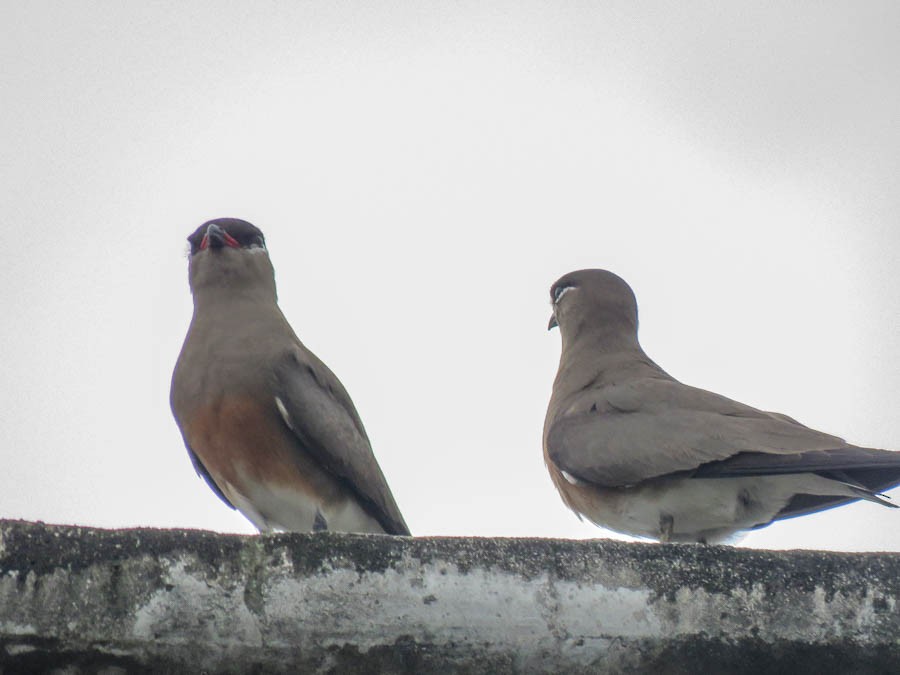 Дерихвіст мадагаскарський - ML646263155