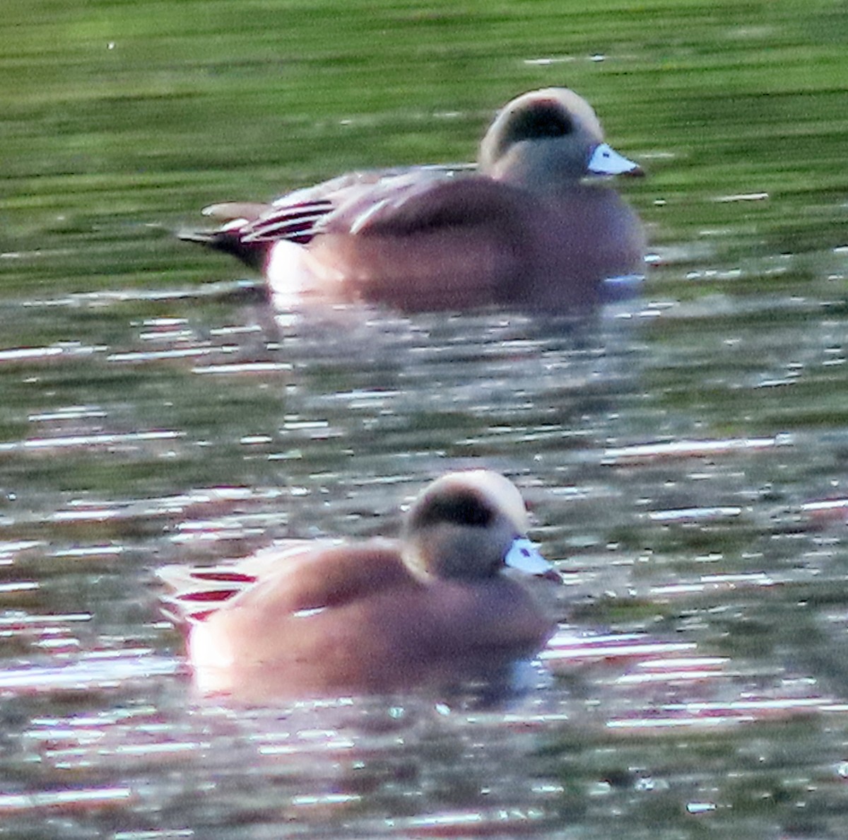 Свищ американський - ML646263158