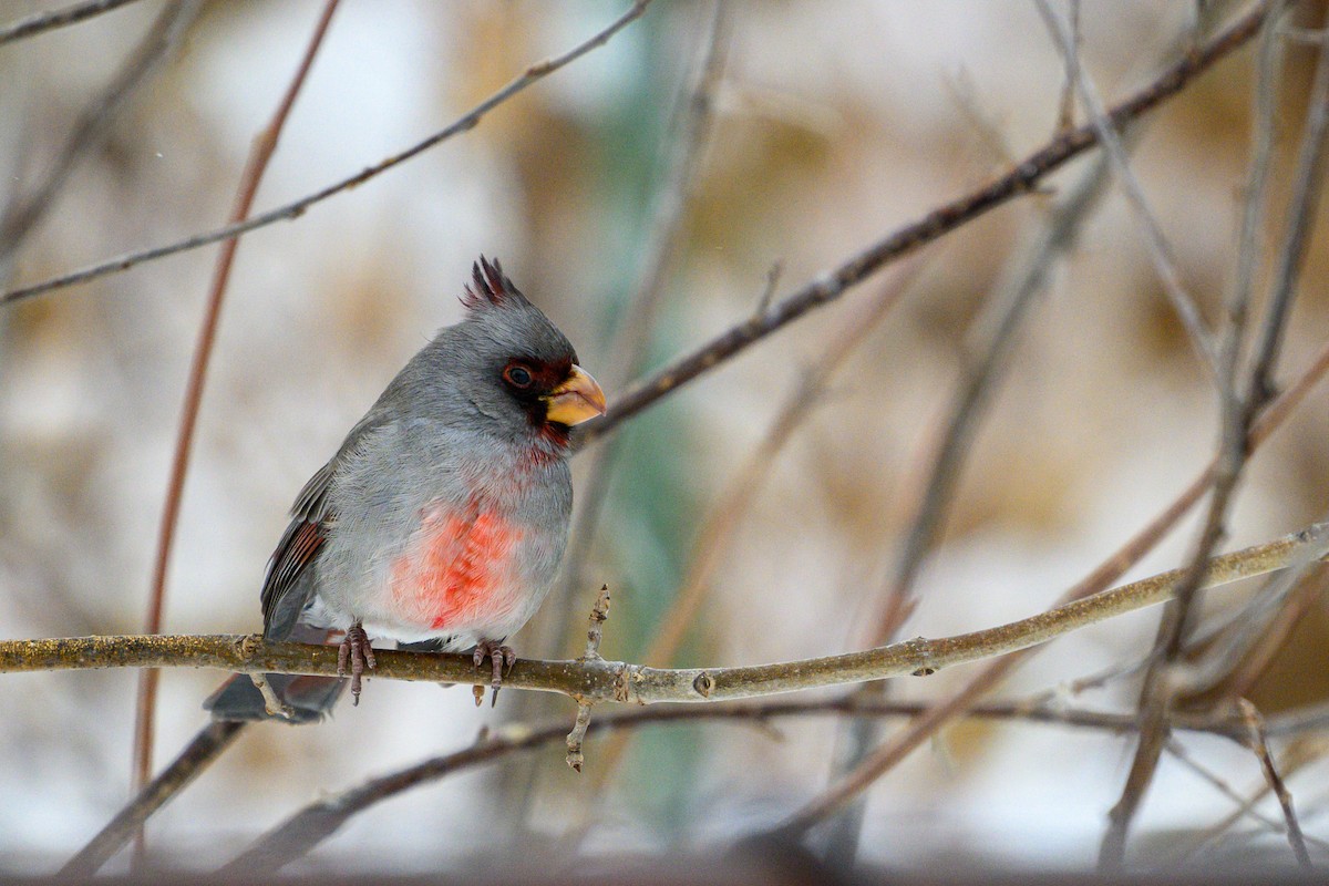 Кардинал червоногорлий - ML646263164