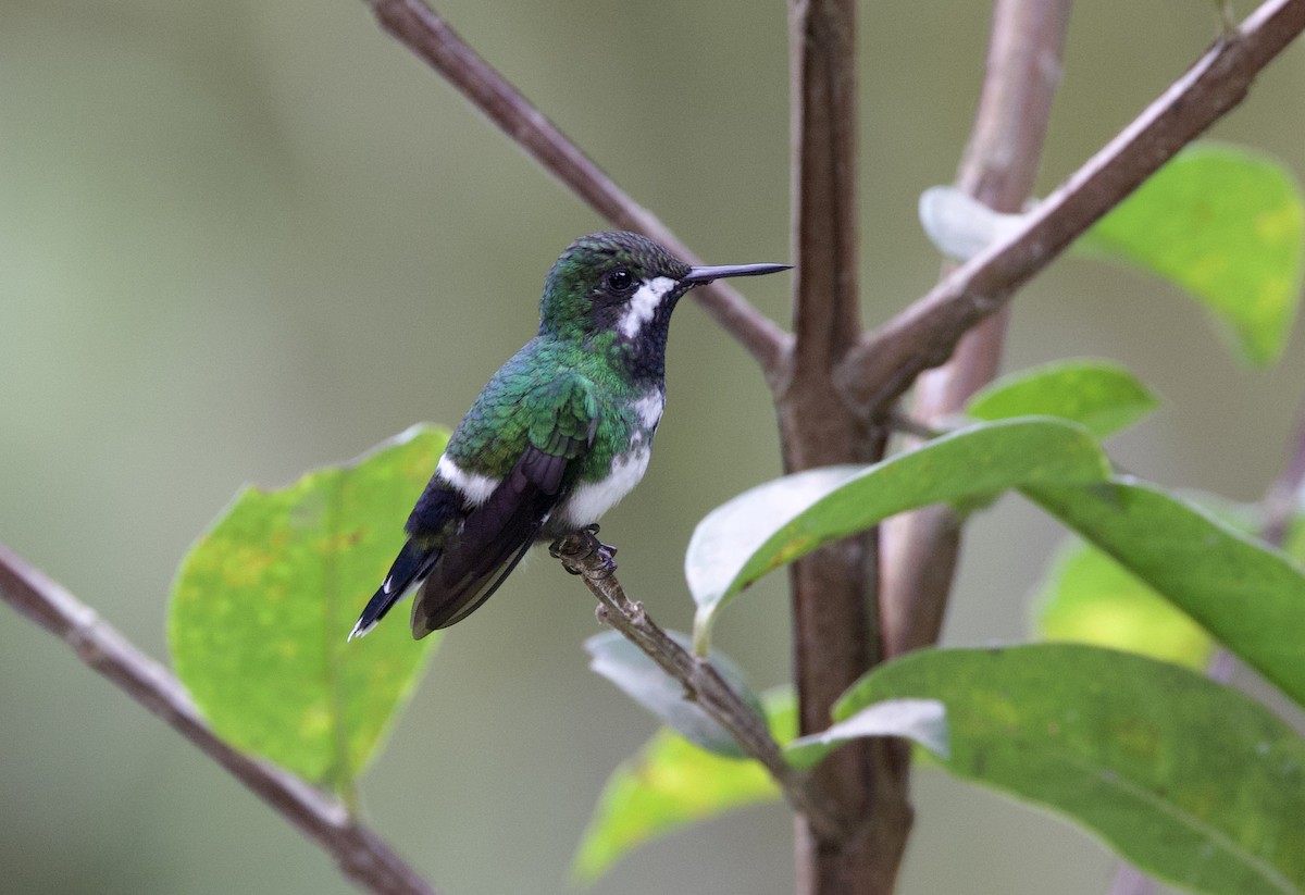 Колібрі-голкохвіст зелений - ML646263166