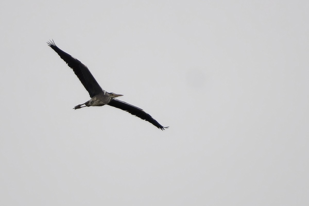 Чапля сіра - ML646263168