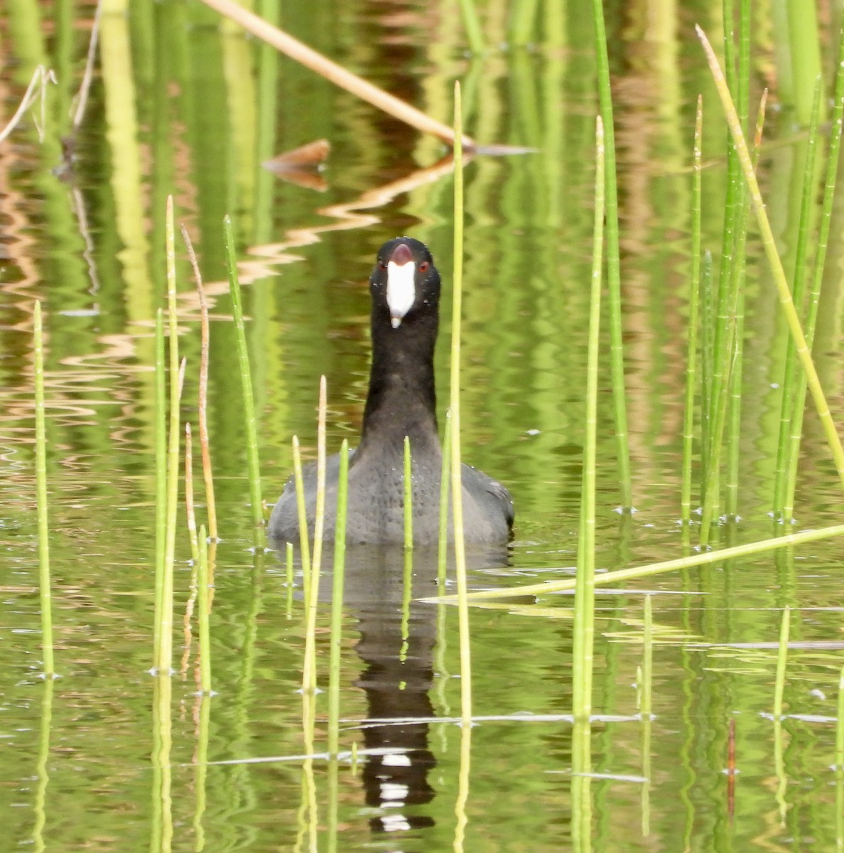 Лиска американська - ML646263170