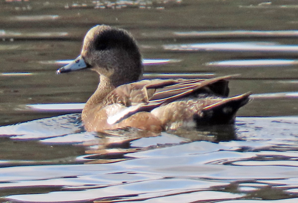 Свищ американський - ML646263172