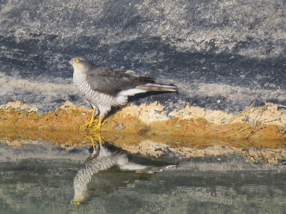 Яструб малий - ML646263173